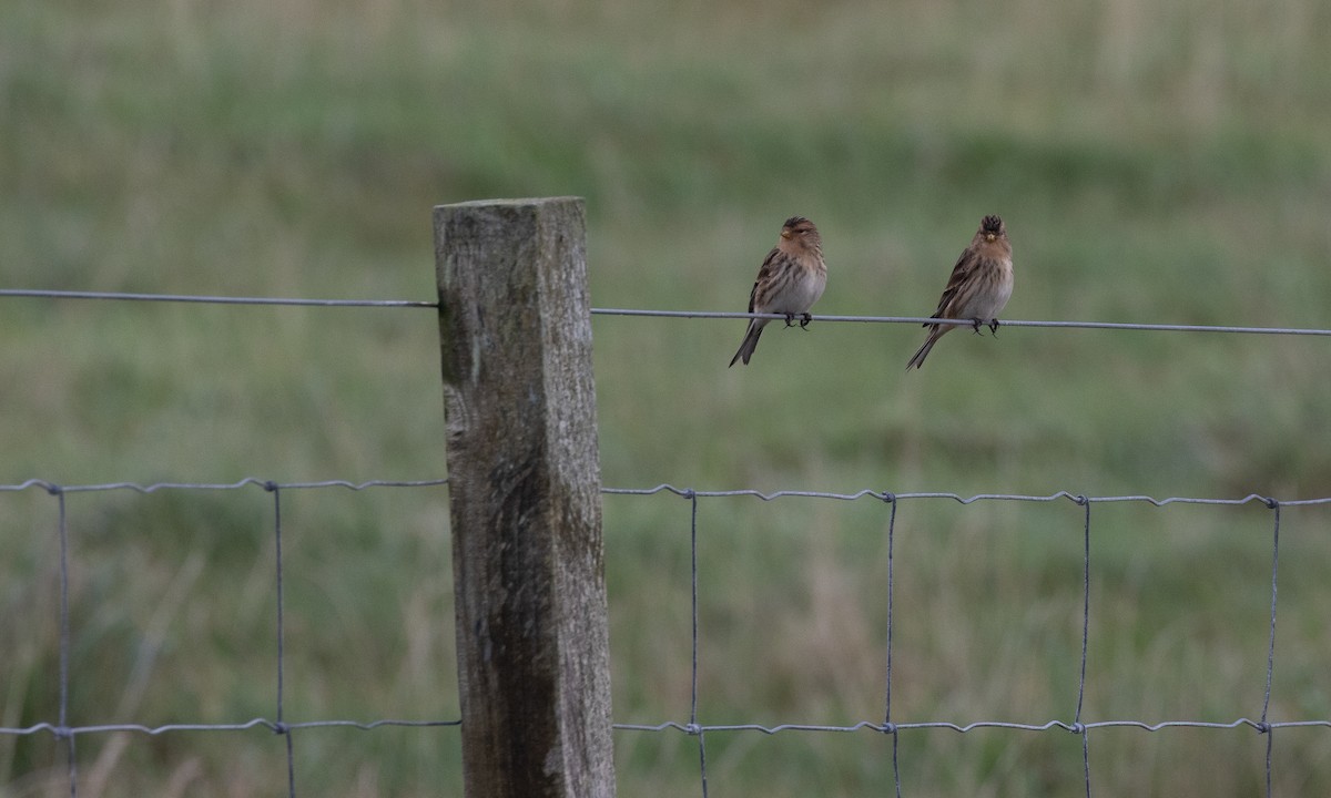 Twite - ML643561804