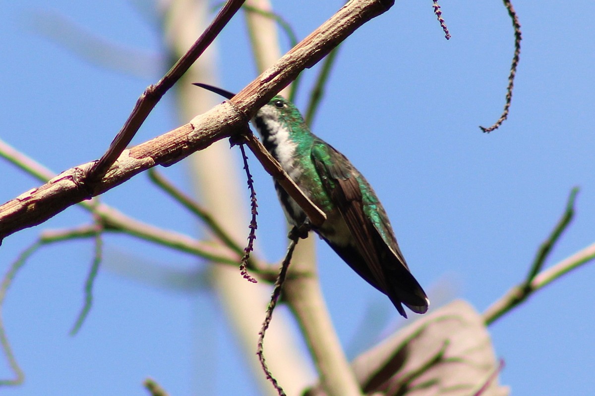 Green-breasted Mango - ML643561805
