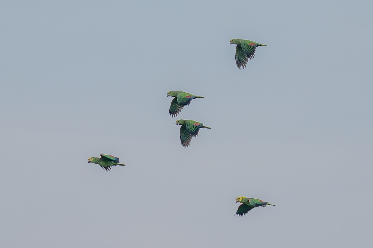 Yellow-headed Amazon (Mainland) - ML643561807