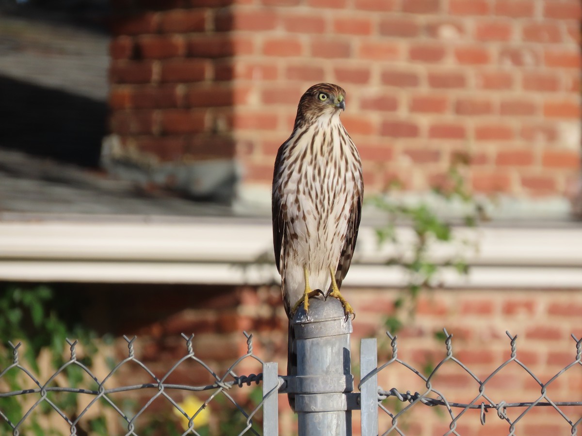 Cooper's Hawk - ML643561808