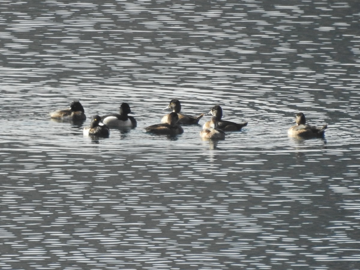 Ring-necked Duck - ML643561814