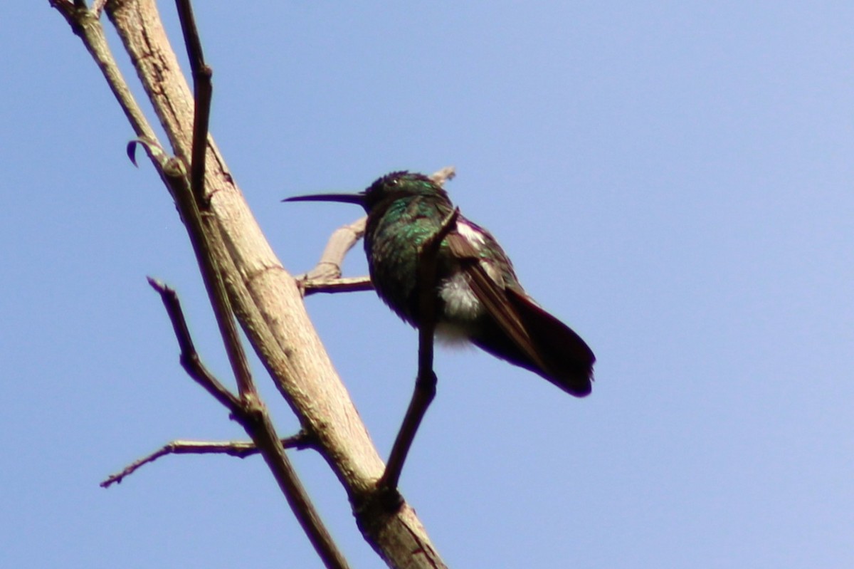 Green-breasted Mango - ML643561815