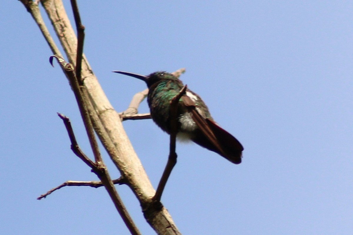 Green-breasted Mango - ML643561816