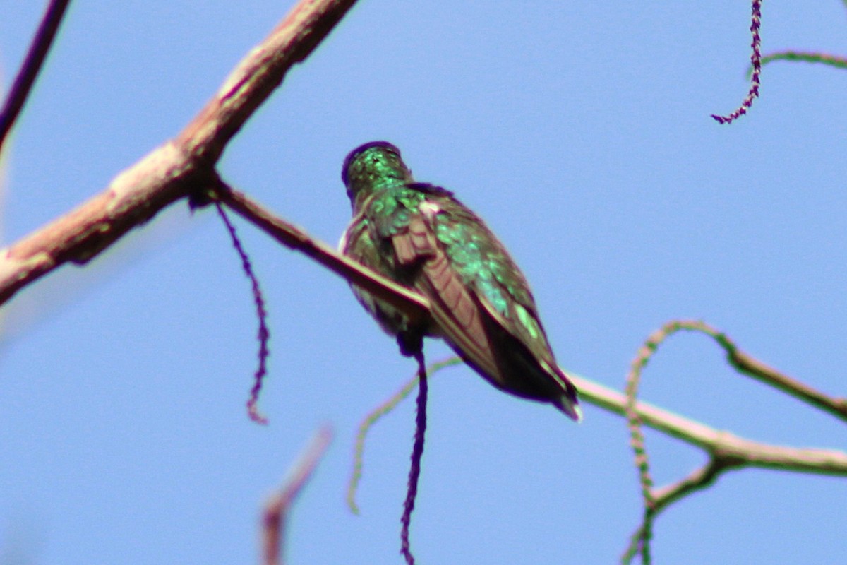 Green-breasted Mango - ML643561821