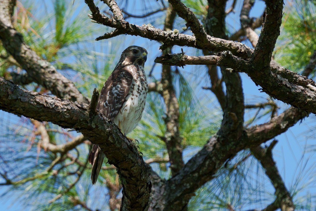 Red-shouldered Hawk - ML643561851