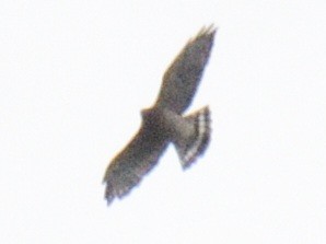 Broad-winged Hawk - ML643561867