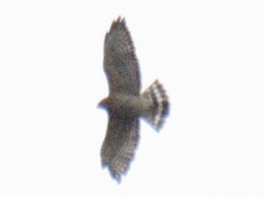 Broad-winged Hawk - ML643561868