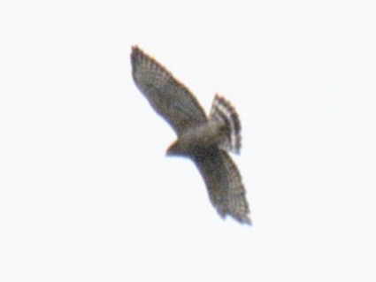 Broad-winged Hawk - ML643561869