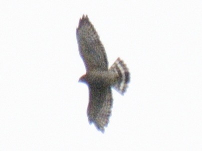 Broad-winged Hawk - ML643561870