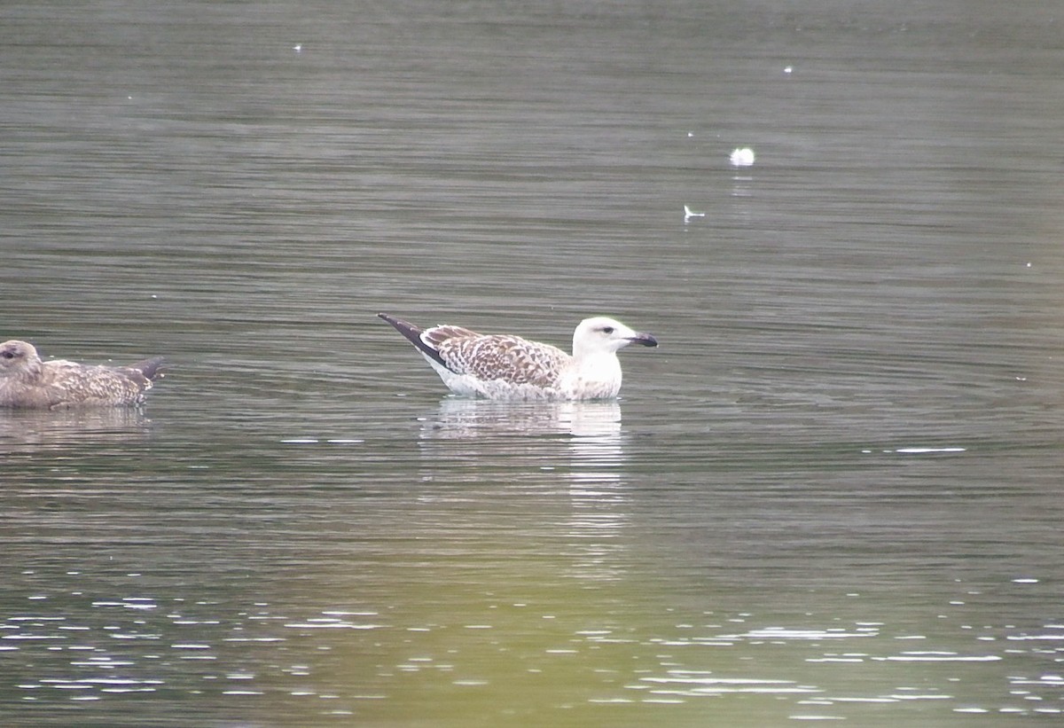 Great Black-backed Gull - ML643561880