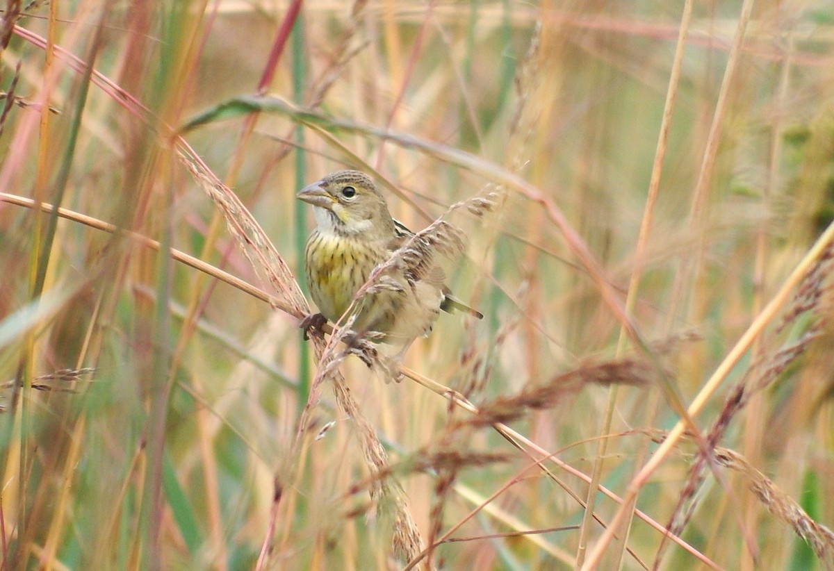 Dickcissel - ML643561885