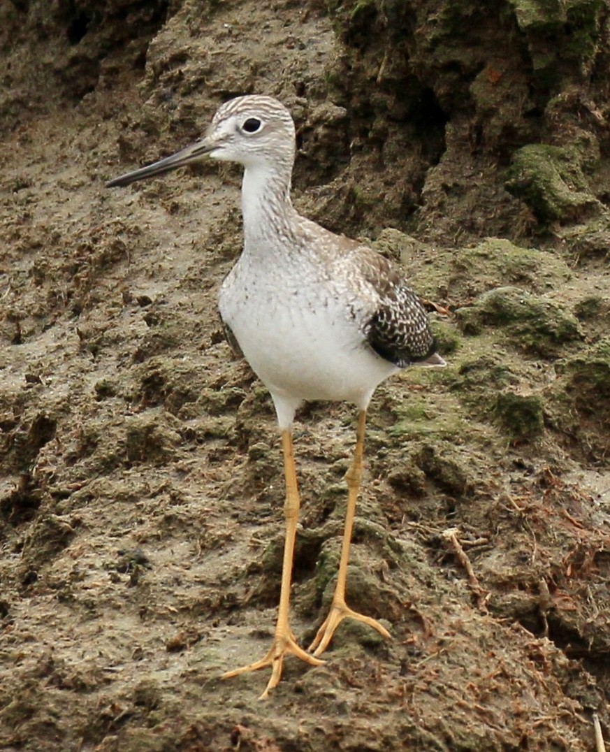 Greater Yellowlegs - ML643561891
