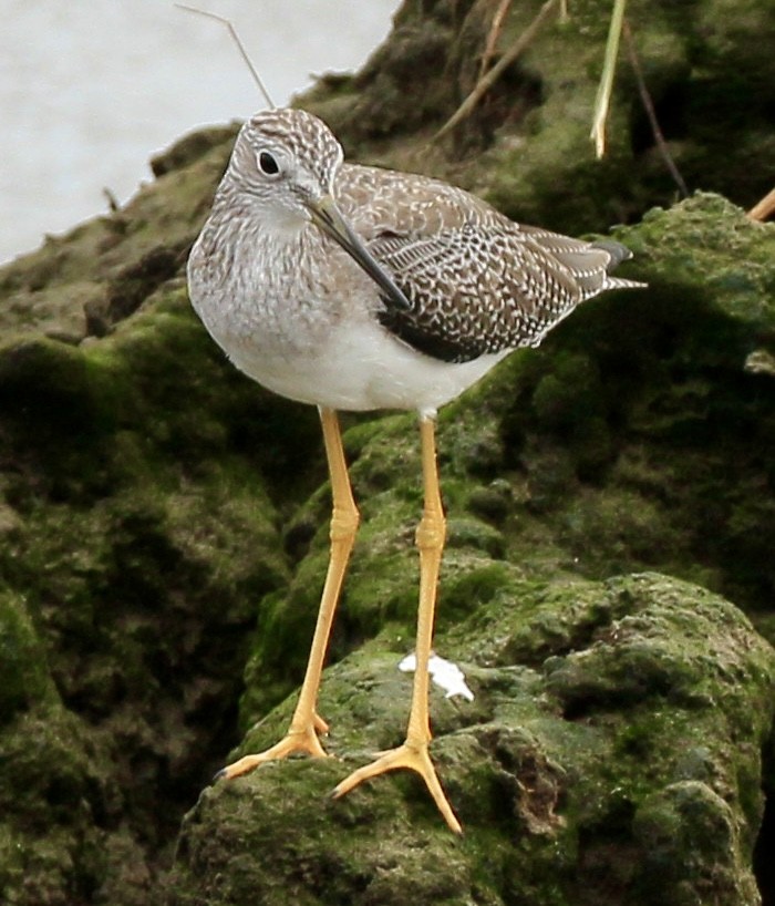 Greater Yellowlegs - ML643561892