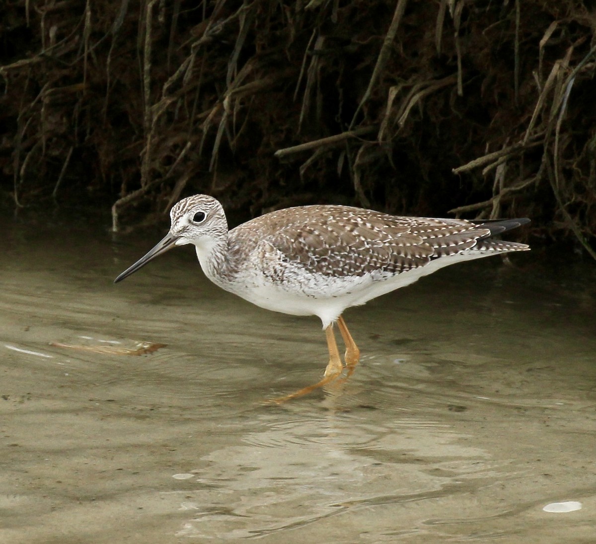 Greater Yellowlegs - ML643561893