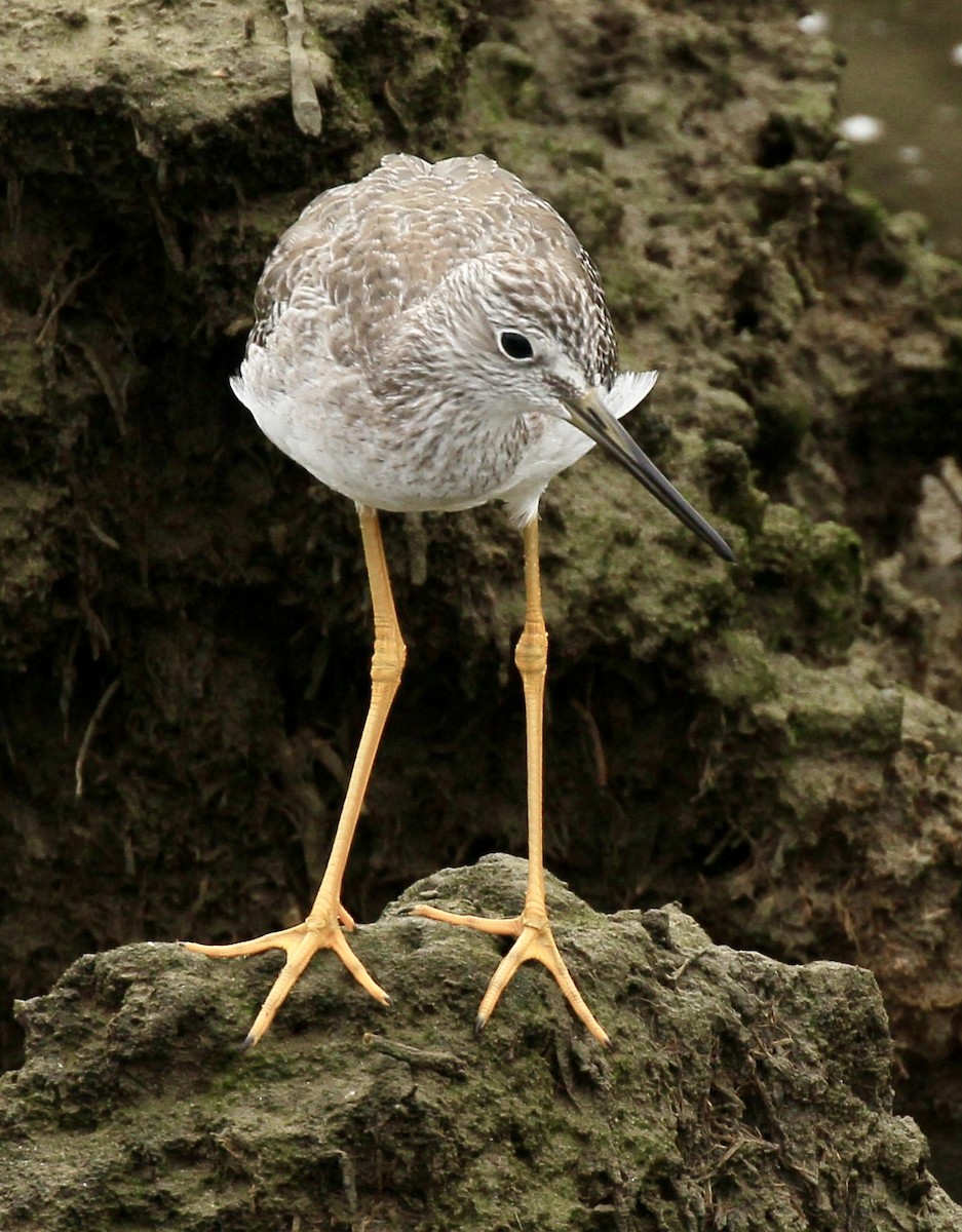Greater Yellowlegs - ML643561894