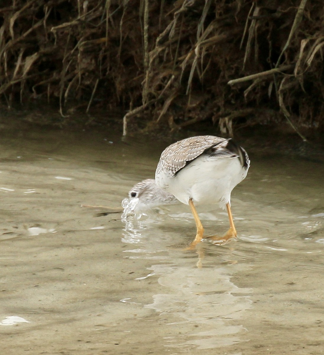 Greater Yellowlegs - ML643561896