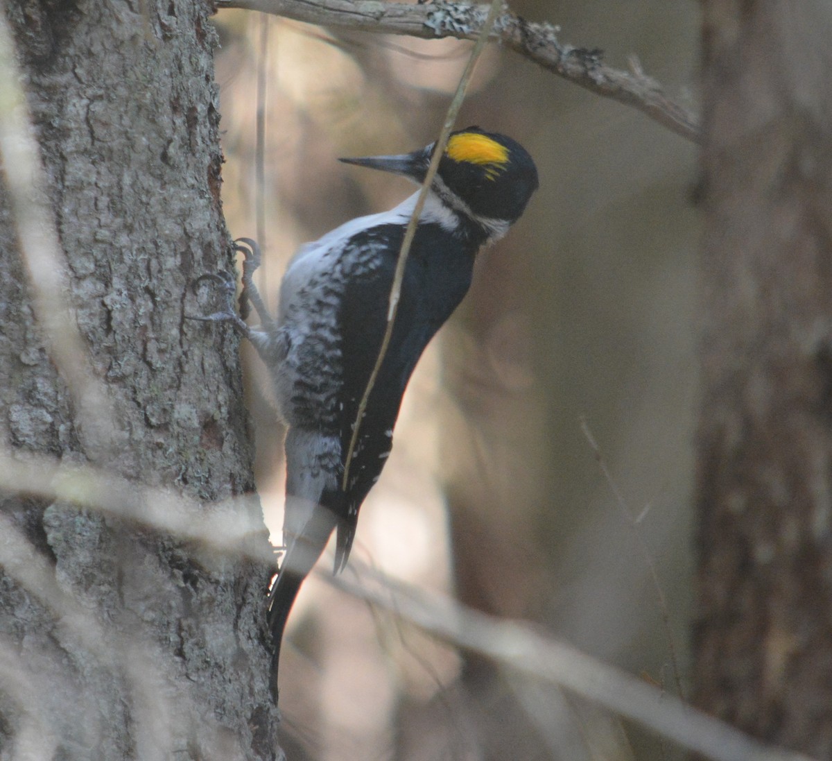 Black-backed Woodpecker - ML643561911