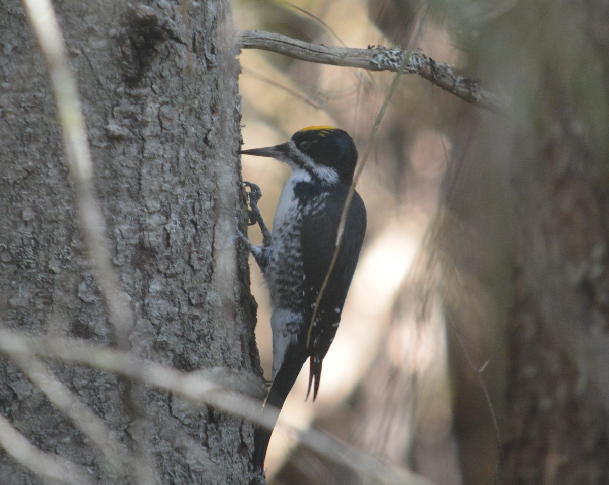 Black-backed Woodpecker - ML643561914