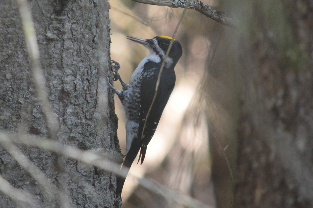 Black-backed Woodpecker - ML643561915