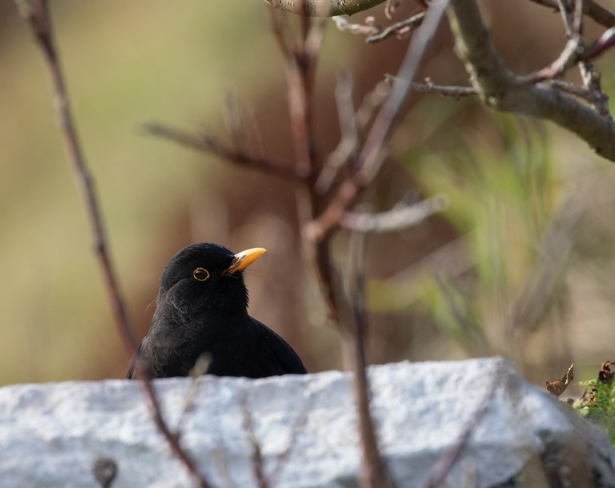 Eurasian Blackbird - ML643561917