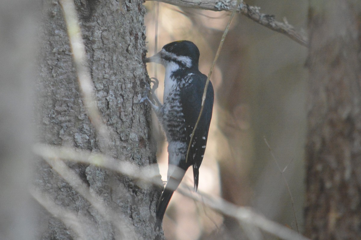 Black-backed Woodpecker - ML643561918