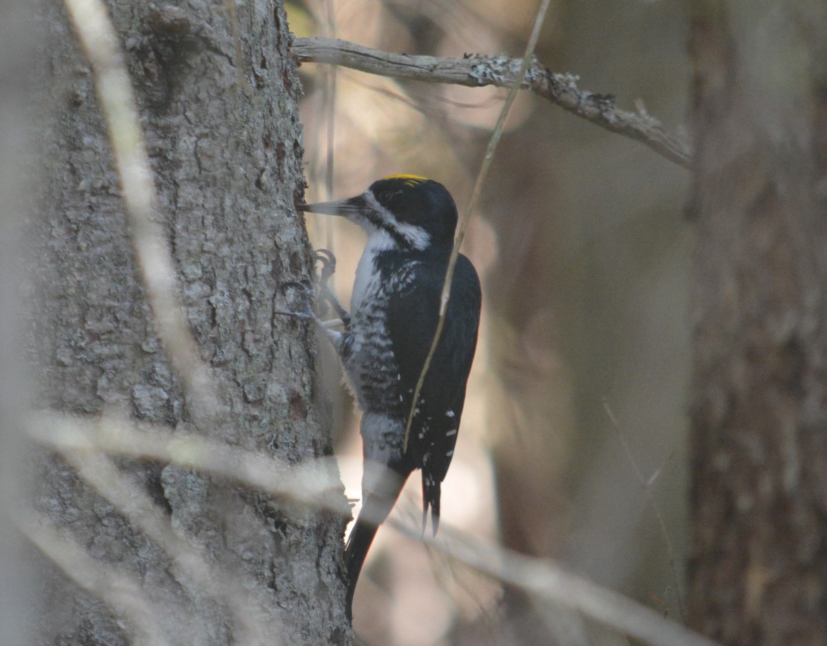 Black-backed Woodpecker - ML643561922