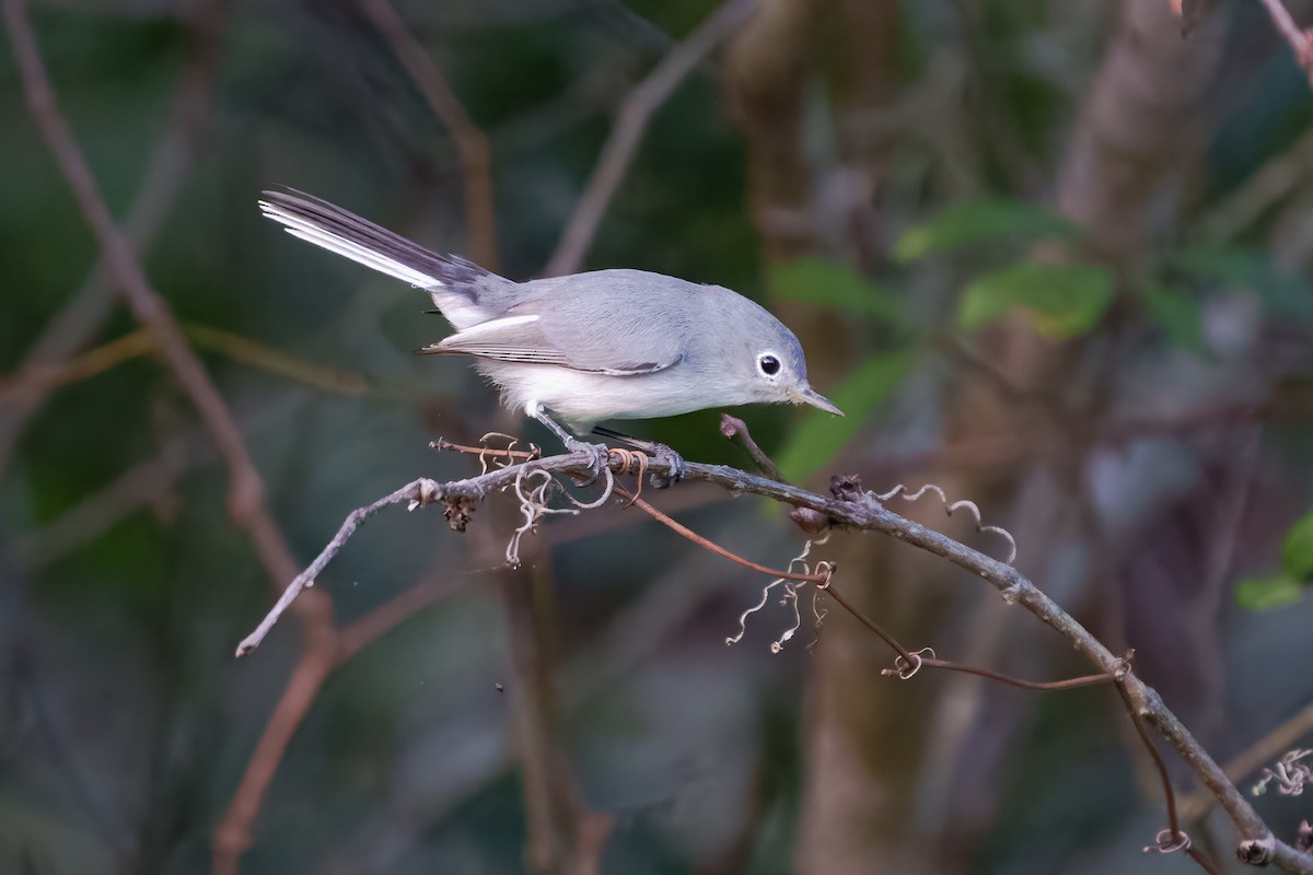 Blue-gray Gnatcatcher - ML643561923