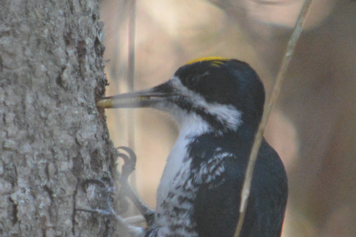 Black-backed Woodpecker - ML643561926
