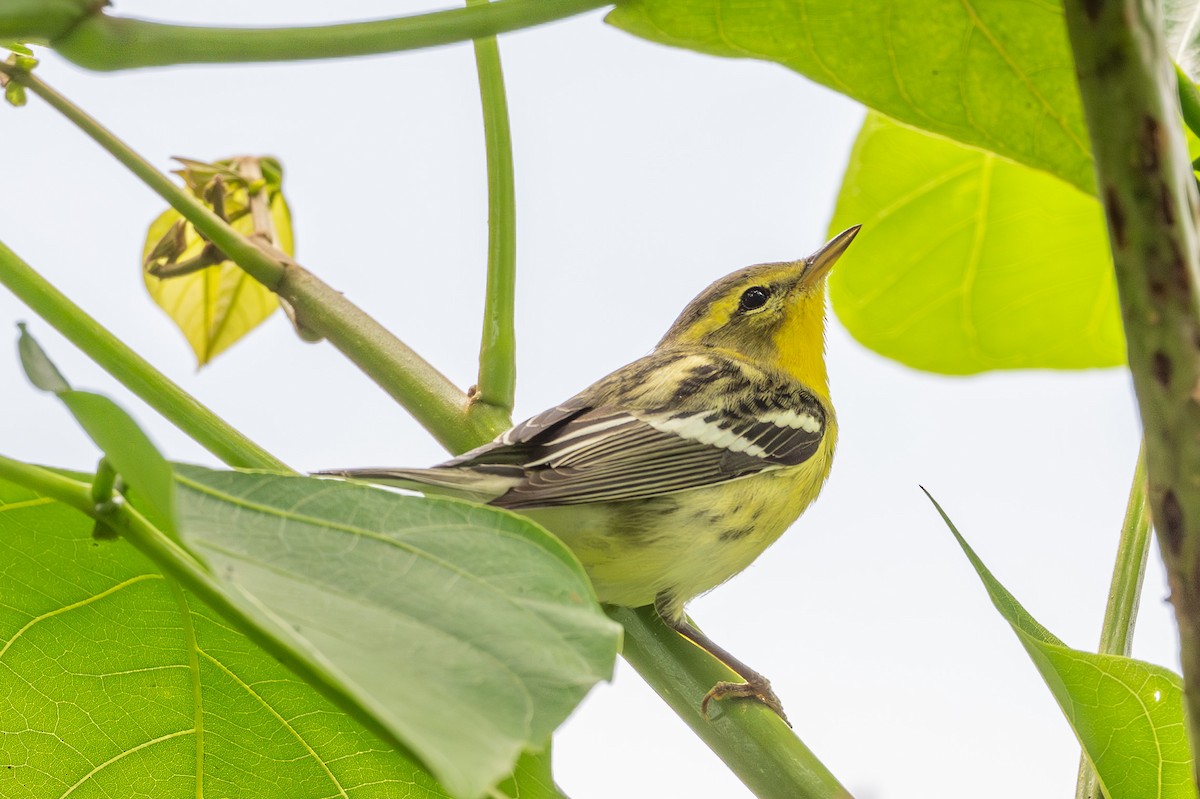 Blackburnian Warbler - ML643561928