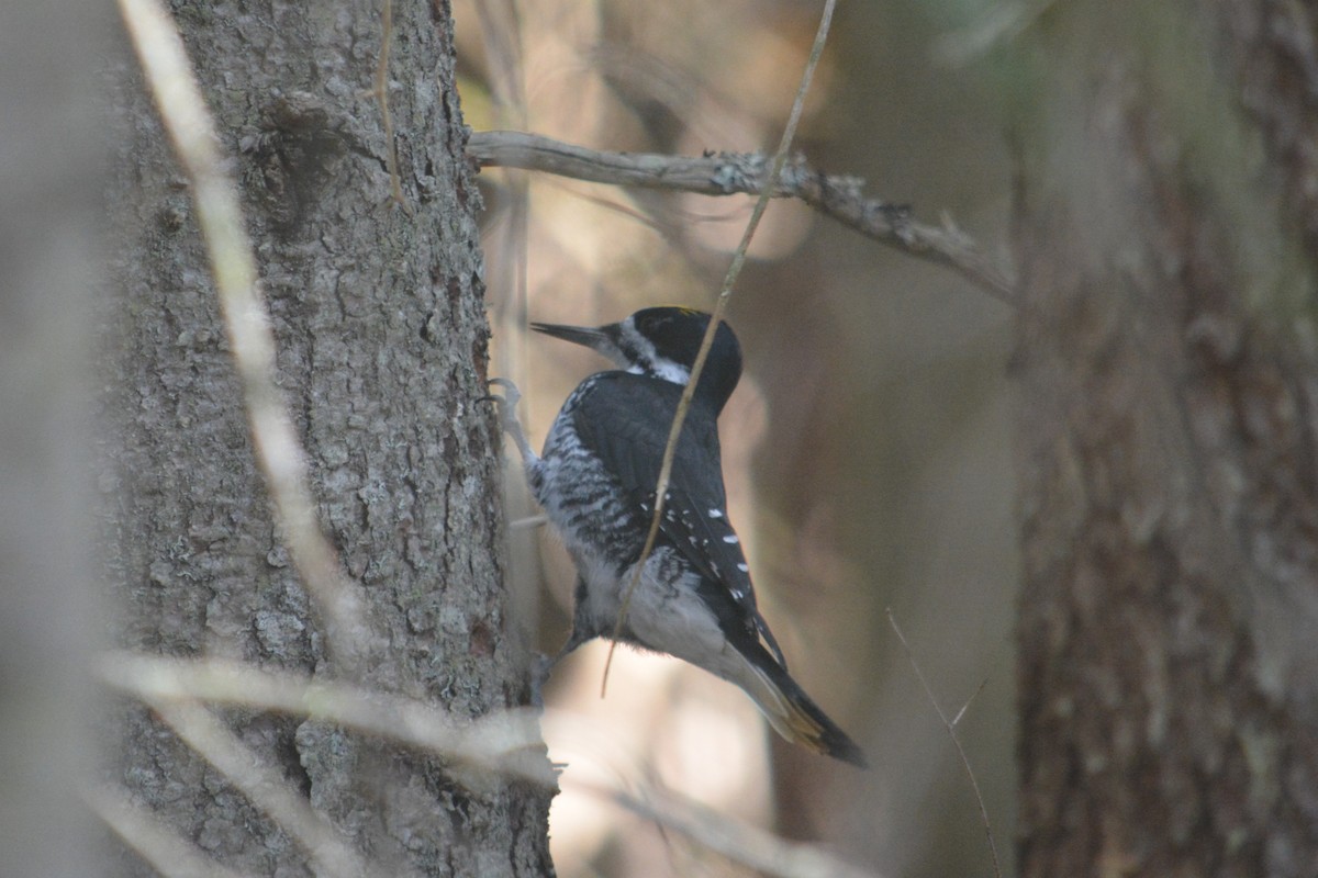Black-backed Woodpecker - ML643561930
