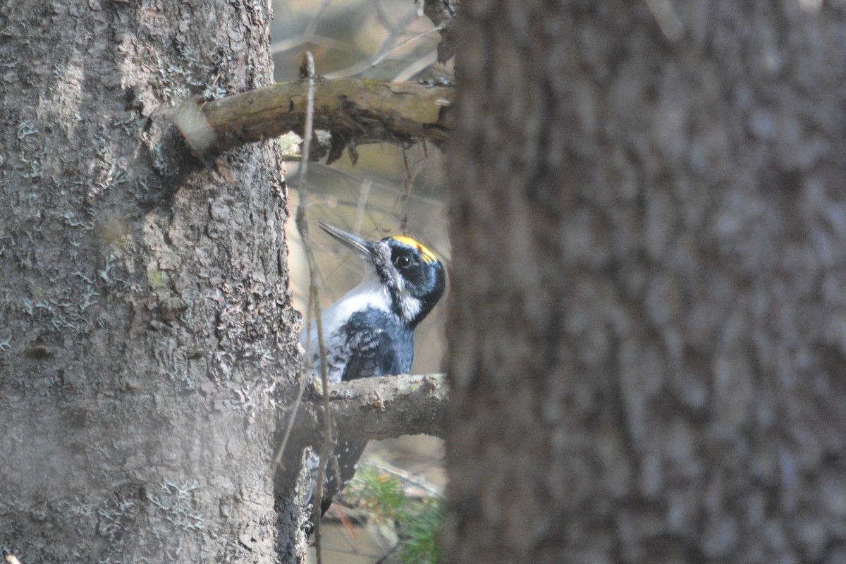 Black-backed Woodpecker - ML643561935
