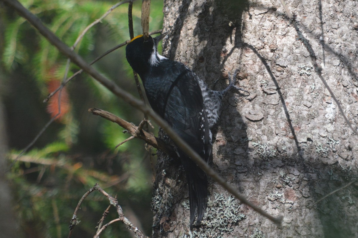 Black-backed Woodpecker - ML643561942