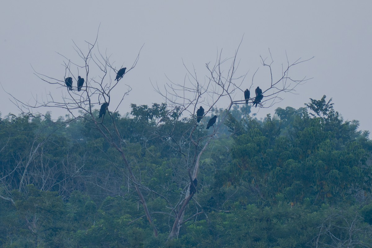 Black Vulture - ML643561943
