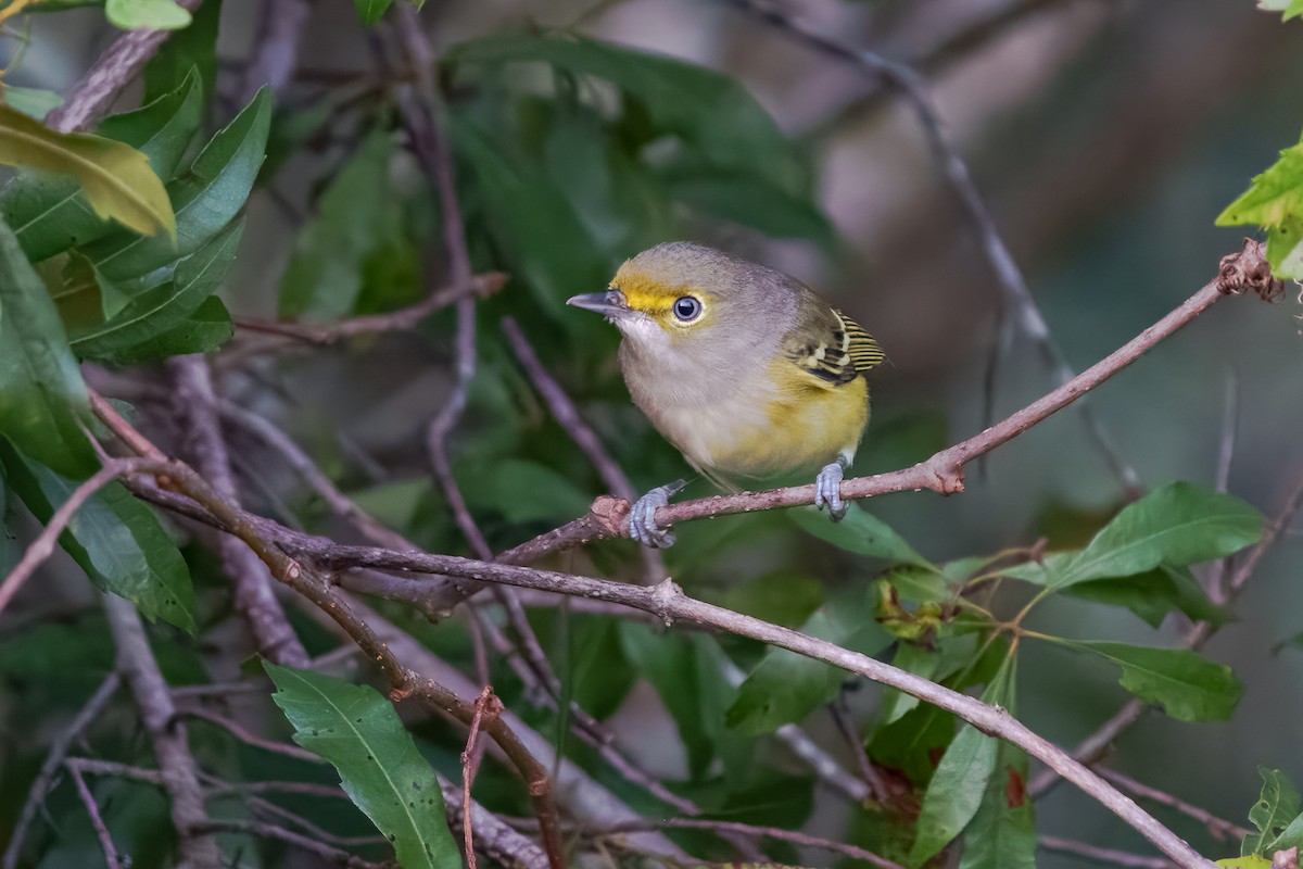 hvitøyevireo - ML643561947