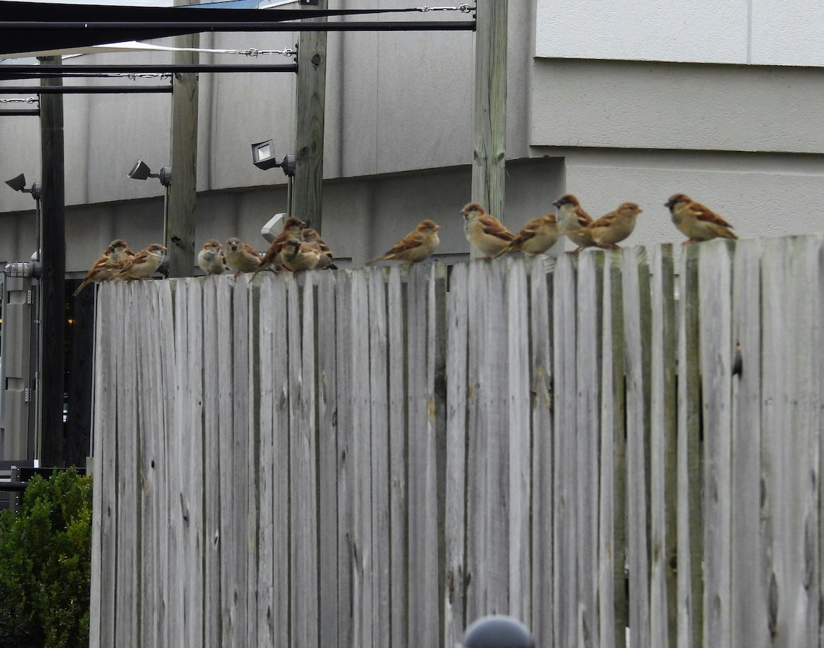 House Sparrow - ML643561960