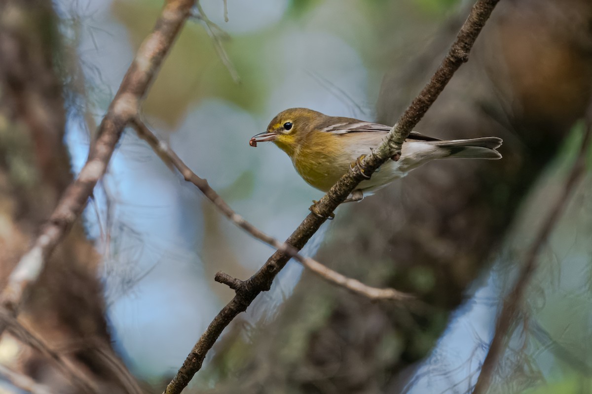furuparula - ML643561975