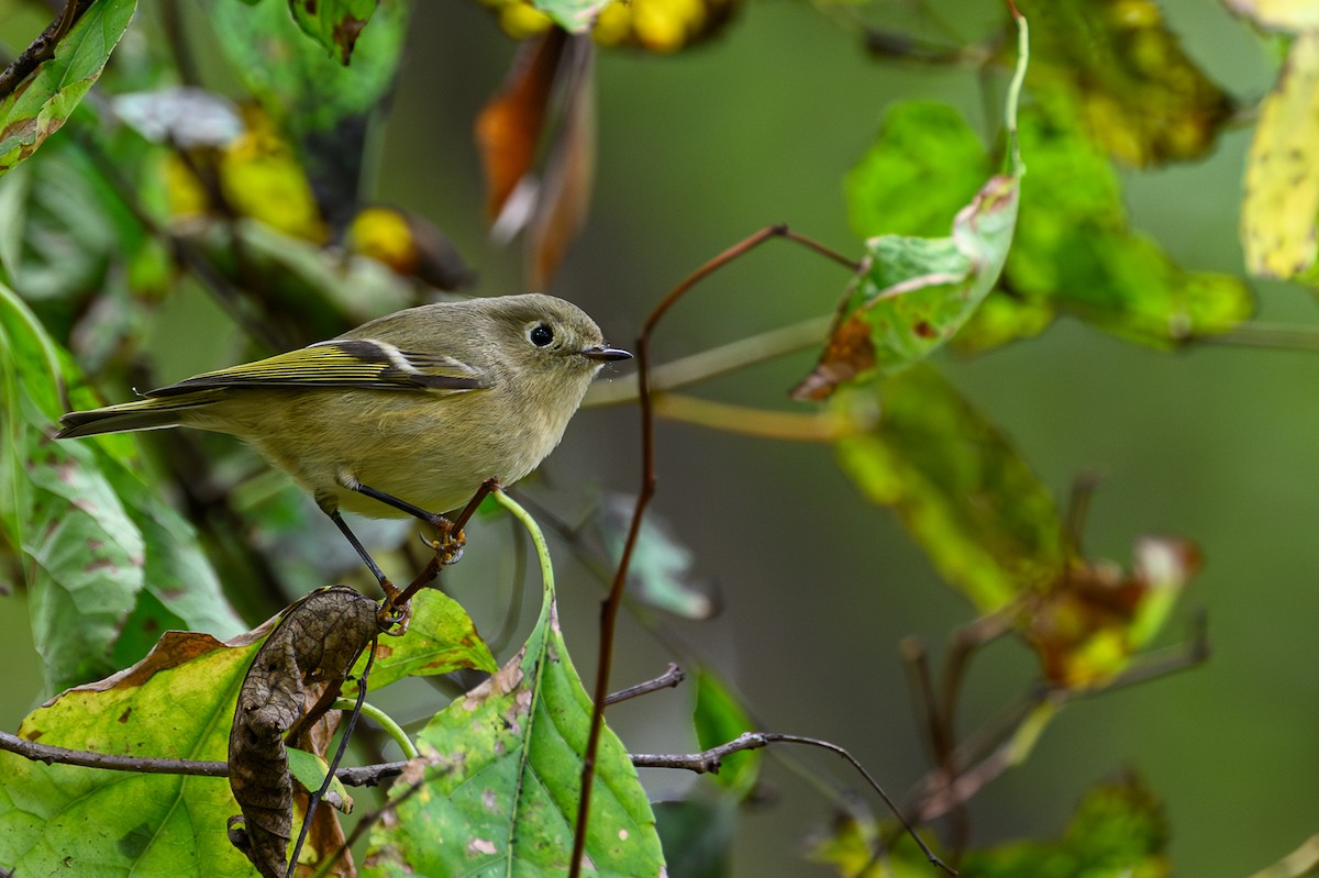 králíček americký - ML643561985