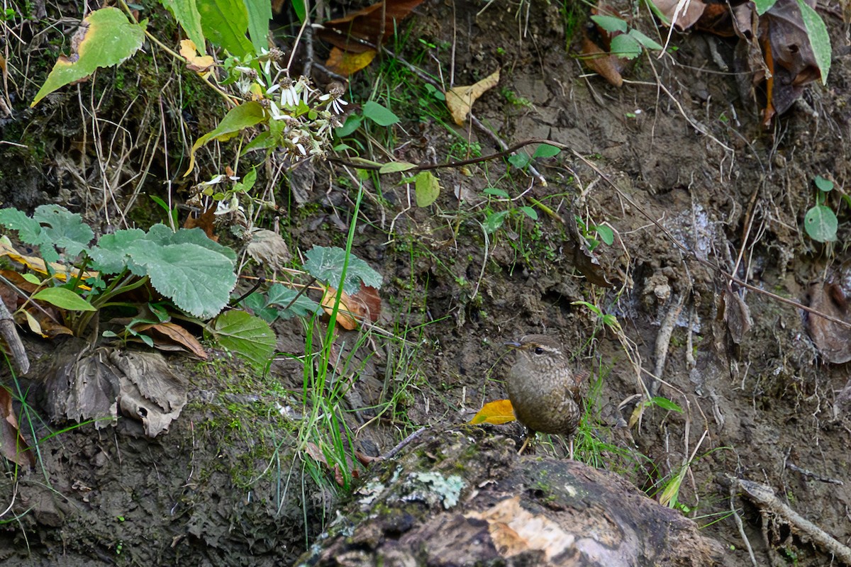 střízlík kanadský - ML643561989