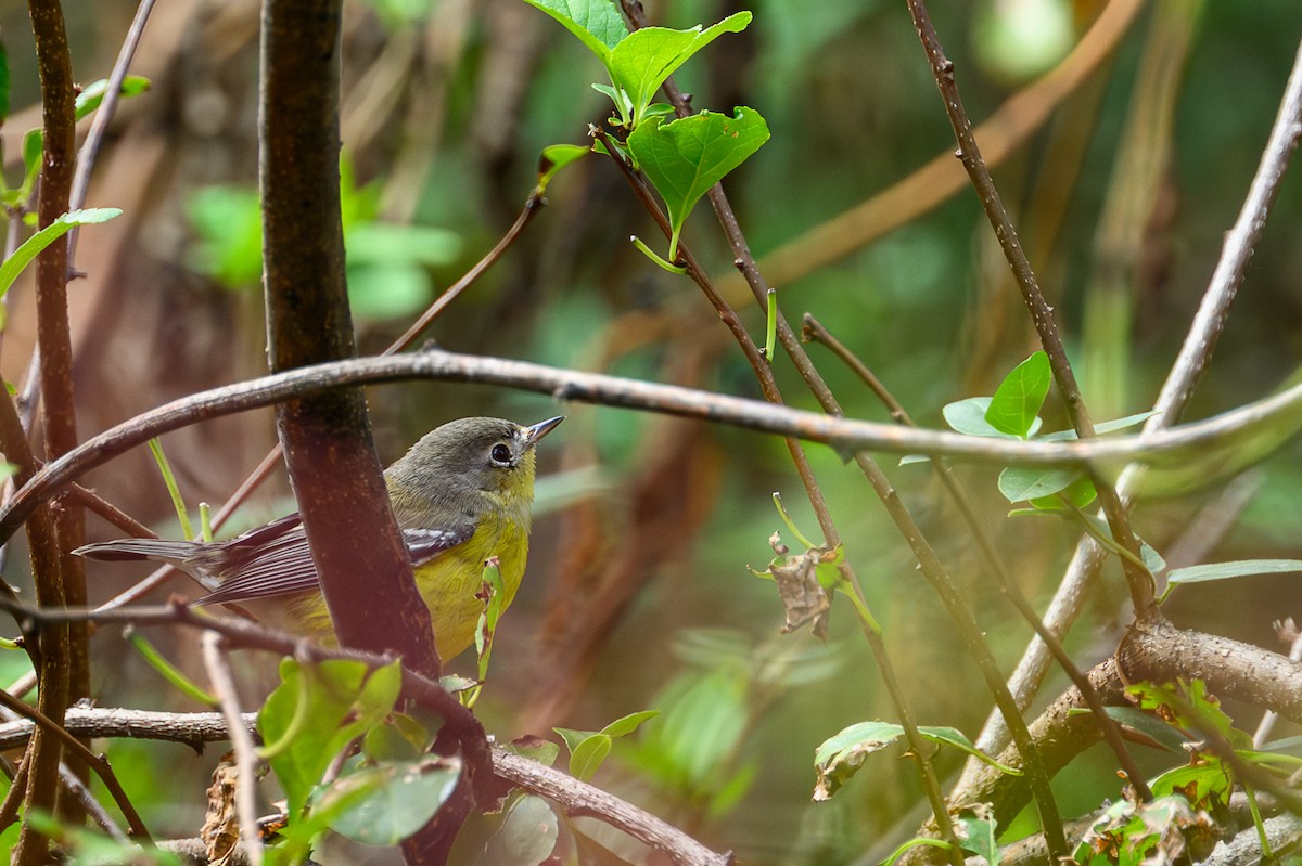 lesňáček tajgový - ML643561994
