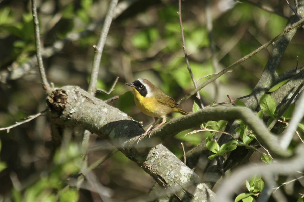 Common Yellowthroat - ML643562009