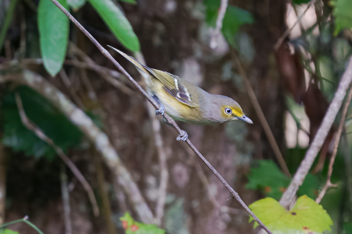 hvitøyevireo - ML643562024