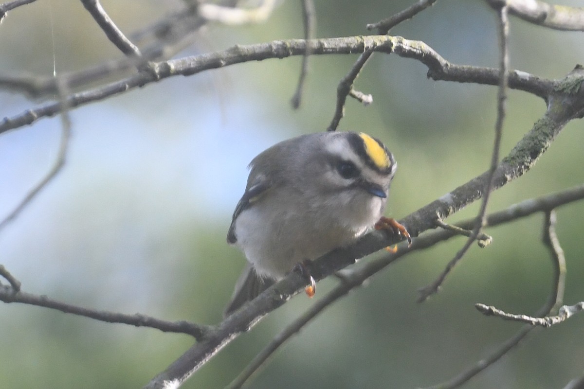 アメリカキクイタダキ - ML643562027