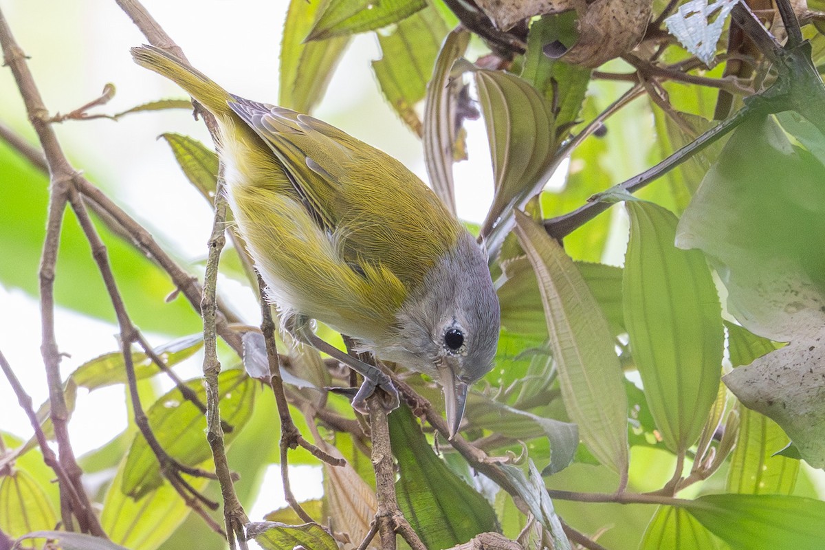 Lesser Greenlet - ML643562028