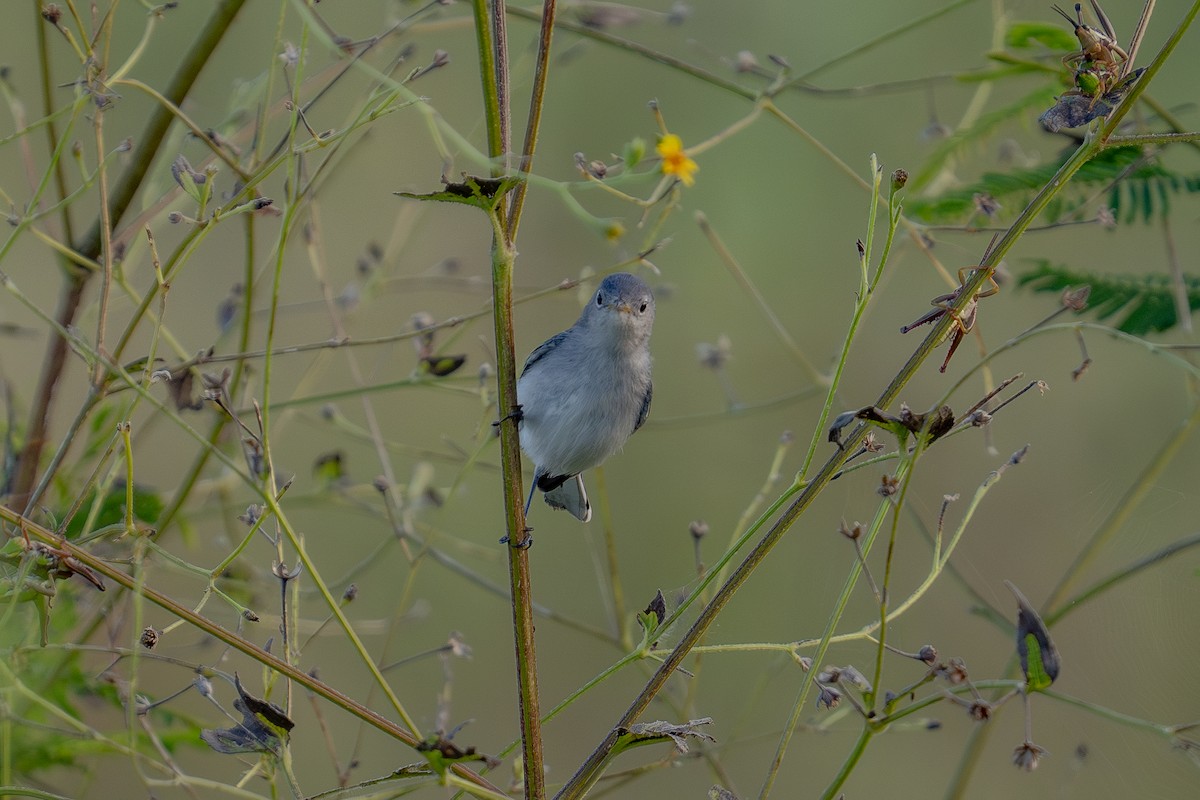 Blue-gray Gnatcatcher - ML643562032