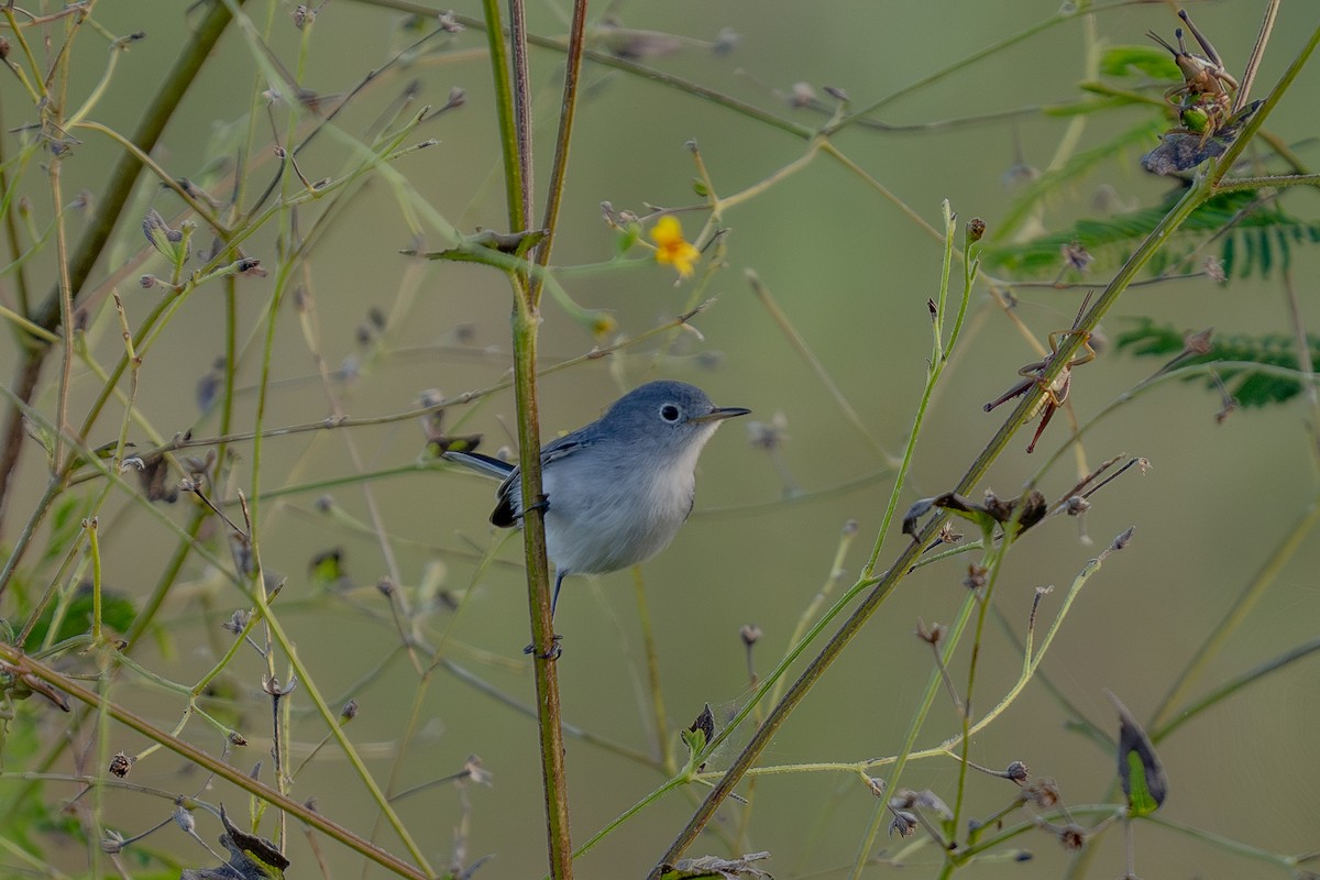 Blue-gray Gnatcatcher - ML643562033
