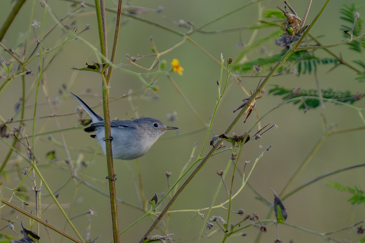 Blue-gray Gnatcatcher - ML643562034