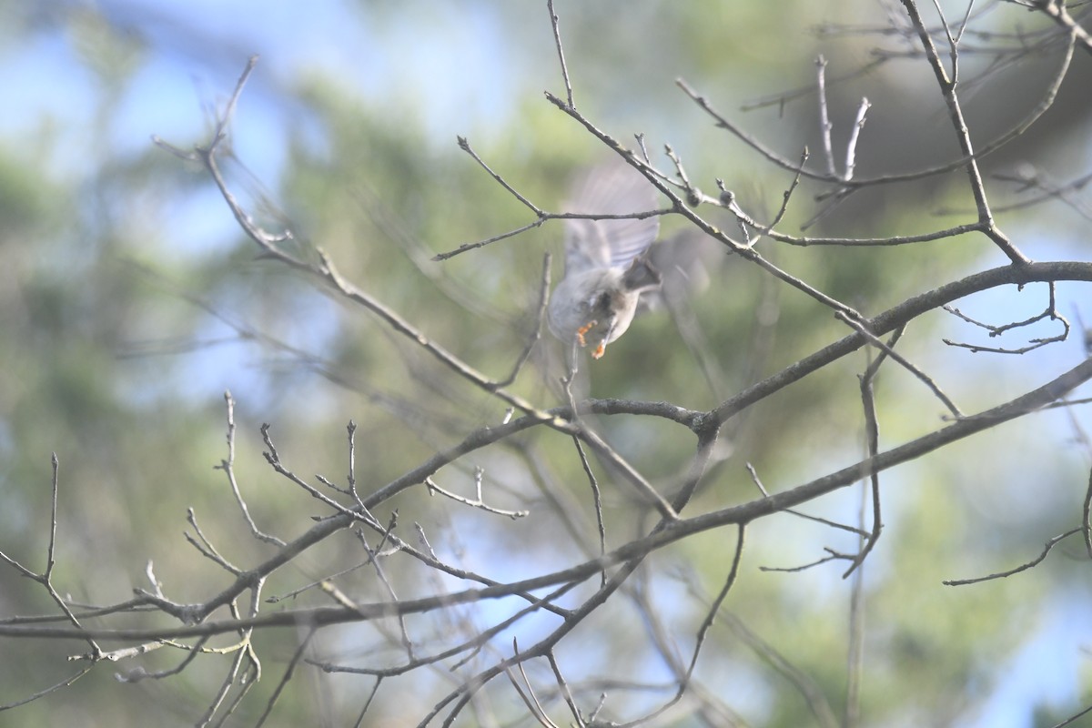 アメリカキクイタダキ - ML643562035