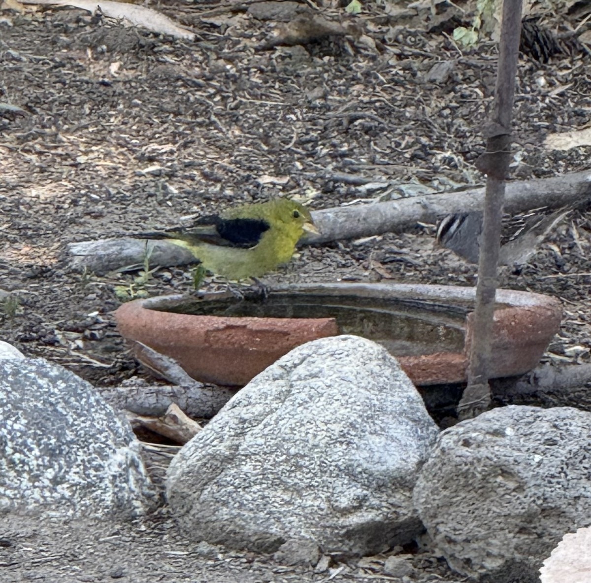 Scarlet Tanager - ML643562054