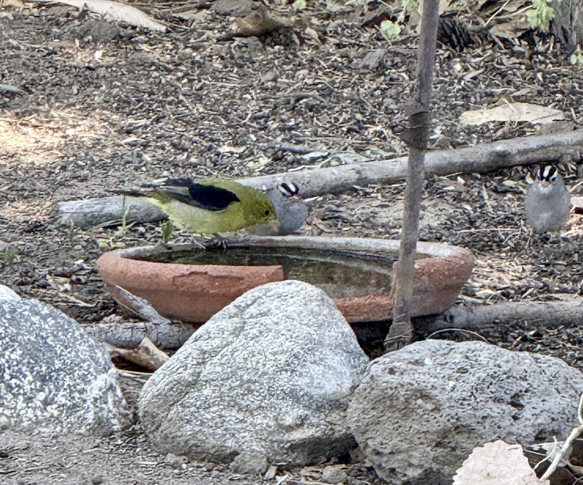 Scarlet Tanager - ML643562055