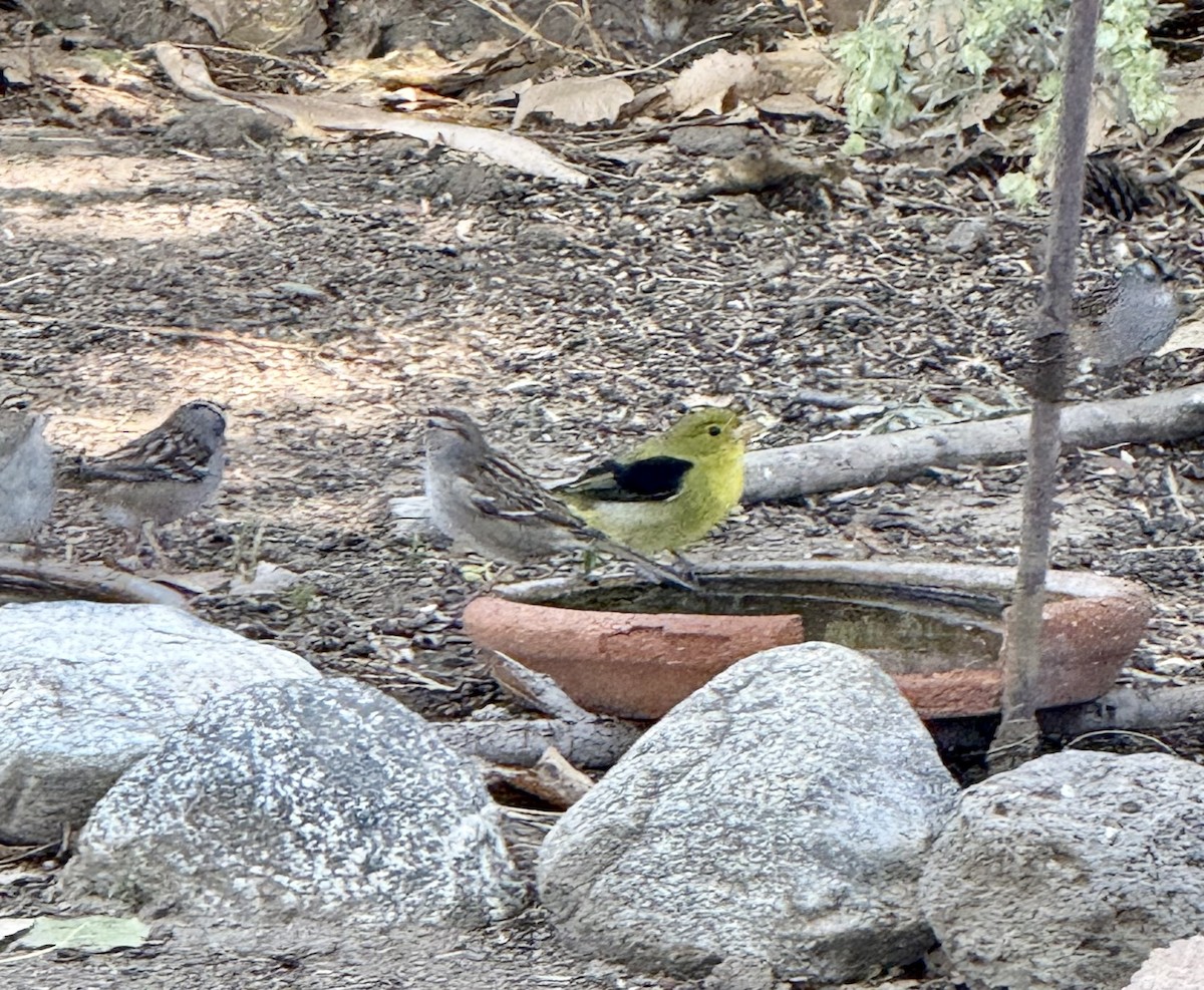 Scarlet Tanager - ML643562056